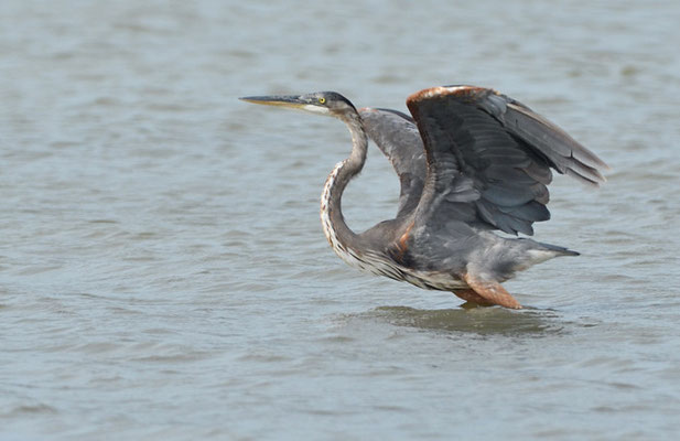 KANADAREIHER, GREAT BLUE HERON, ARDES HERODIAS