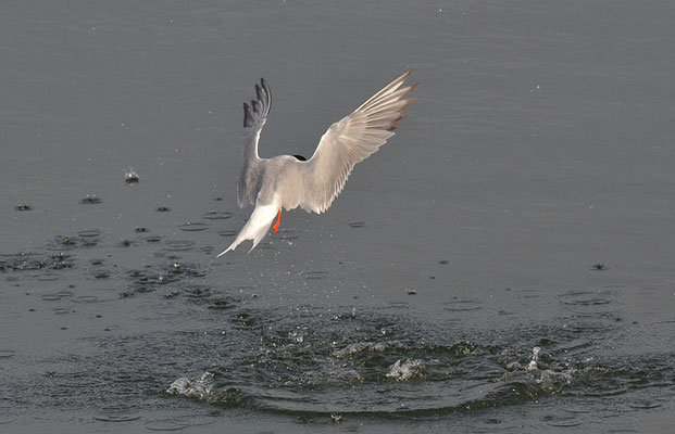 FLUSSSEESCHWALBE, COMMON TERN, STERNA HIRUNDO
