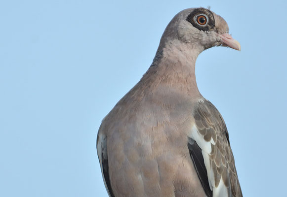 NACKTAUGENTAUBE, BARE-EYED PIGEON, PATAGIOENAS CORENSIS 