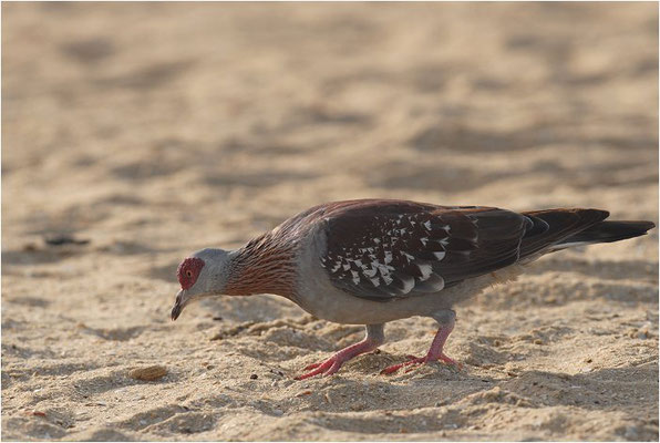 GUINEATAUBE, SPECKLED PIGEON, COLUMBA GUINEA