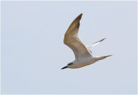 LACHSEESCHWALBE, GULL-BILLED TERN, GELOCHELIDON NILOTICA