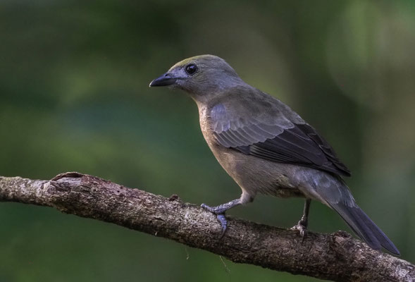 PALMENTANGARE, PALM TANAGER, THRAUPIS PALMARUM