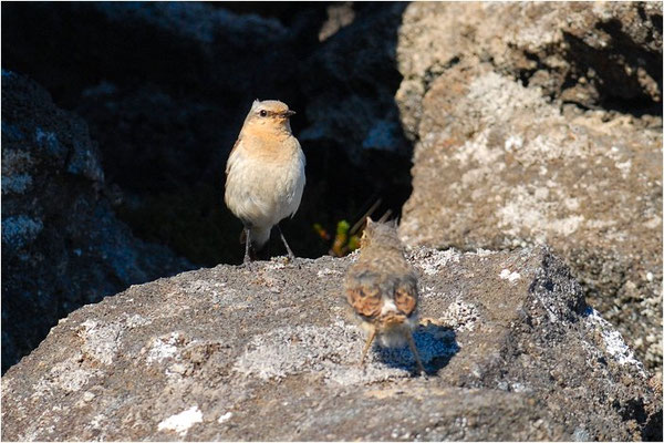 STEINSCHMÄTZER, WHEATEAR, OENANTHE OENANTHE