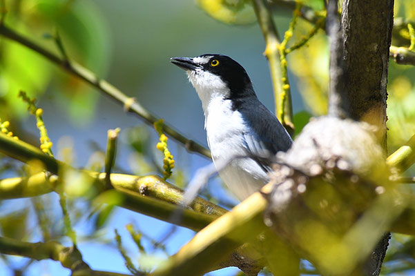 SCHWARZKAPPENTANGARE, HOODED TANAGER, NEMOSIA PILEATA