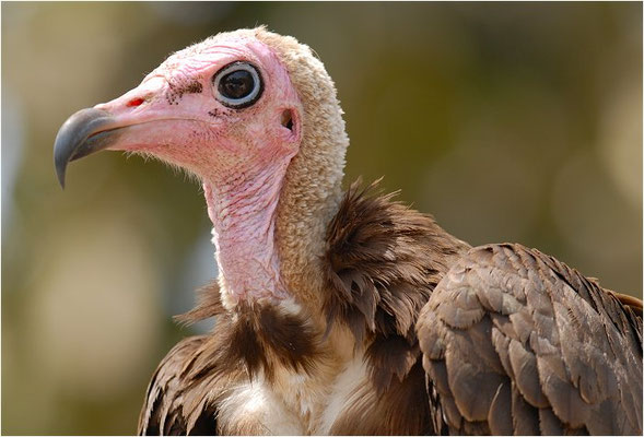KAPPENGEIER, HOODED VULTURE, NECROSYRTES MONACHUS 