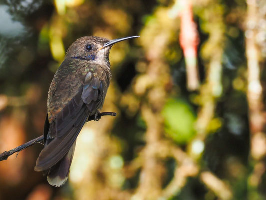 BRAUNER VEILCHENOHRKOLIBRI, BROWN VIOLETEAR - COLIBRI DELPHINAE