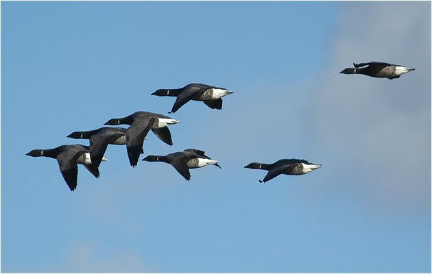 RINGELGANS, BRENT GOOSE, BRANTA BERNICLA
