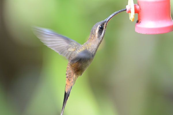 WESTLICHER LANGSCHWANZSCHATTENKOLIBRI, LONG-BILLED HERMIT, PHAETORNIS LONGIROSTRIS