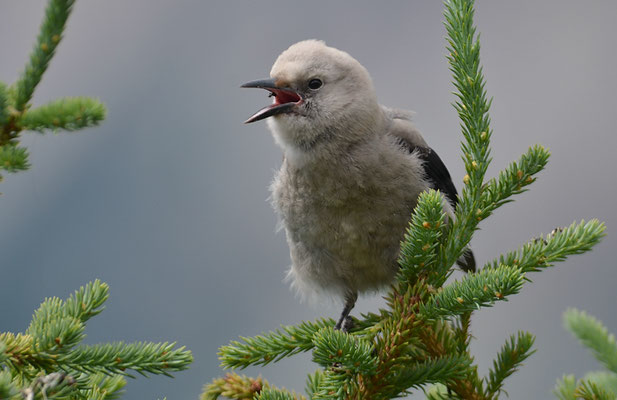 KIEFERNHÄHER, CLARK´S NUTCRACKER, NUCIFRAGA COLUMBIANA