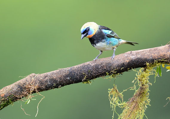 PUPURMASKENTANGARE, GOLDEN-HOODED TANAGER, TANGARA LARVATA