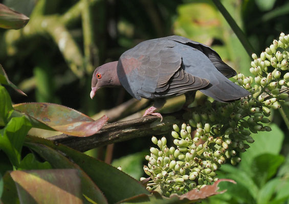 ROTSCHNABELTAUBE, RED-BILLED PIGEON, PATAGIOENAS FLAVIROSTRIS