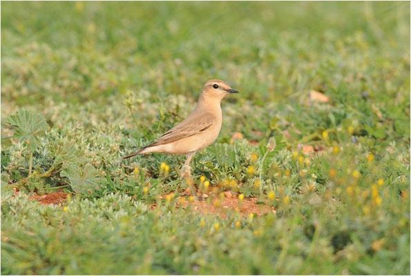 ISABELLSTEINSCHMÄTZER, ISABELLINE WHEATEAR, OENANTHE ISABELLINA