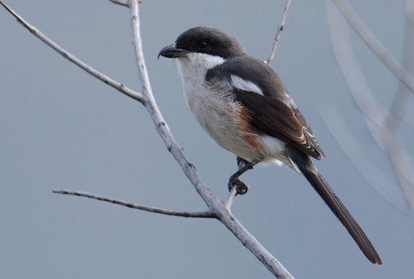 FISKALWÜRGER, COMMON FISCAL, LANIUS COLLARIS