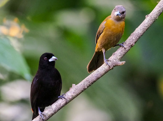 FEUERRÜCKENTANGARE, PASSERINI´S TANAGER, RAMPHOCELUS PASSERINII