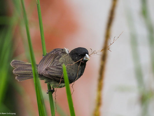 GELBBAUCHPFÄFFCHEN, YELLOW-BELLIED SEEDEATER - SPOROPHILA NIGRICOLLIS