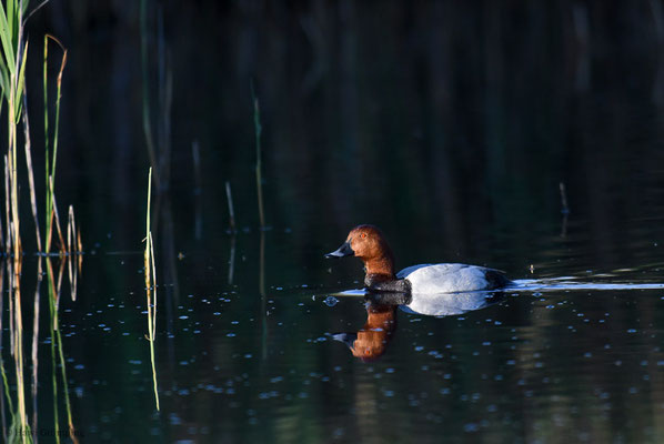 TAFELENTE, POCHARD, AYTHYA  FERINA