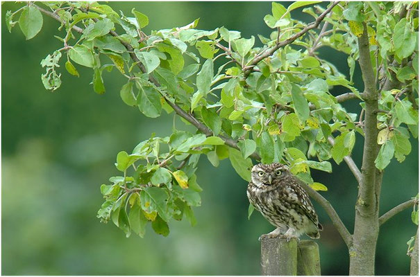 STEINKAUZ, LITTLE OWL , ATHENE NOCTUA