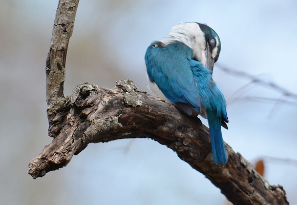 HALSBANDLIEST, COLLARED KINGFISHER, HALYCON CHLORIS