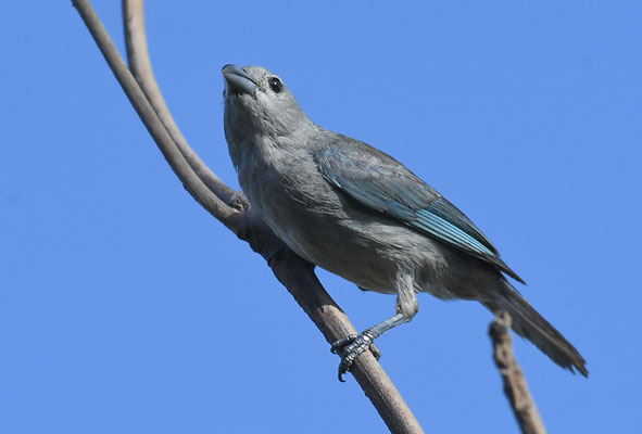 SAYACATANGARE, SAYACA TANAGER, THRAUPIS SAYACA