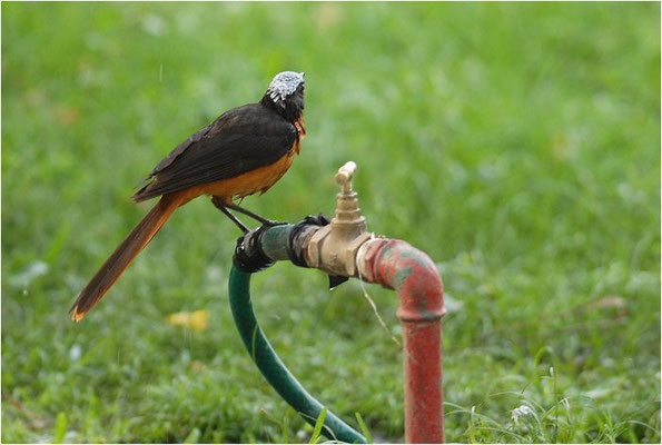 SCHUPPENKOPFRÖTEL, WHITE-CROWNED ROBIN-CHAT, COSSYPHA ALBICAPILLA
