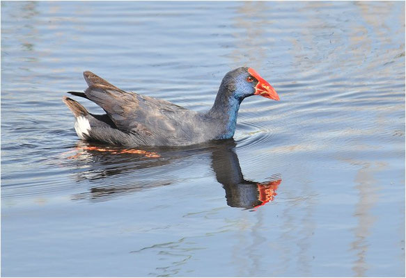 PURPURHUHN, PURPLE SWAMPHEN, PORPHYRIO PORPHYRIO