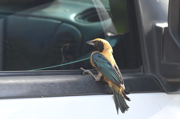 ISABELLTANGARE, BURNISHED-BUFF TANAGER, TANGARA CAYANA