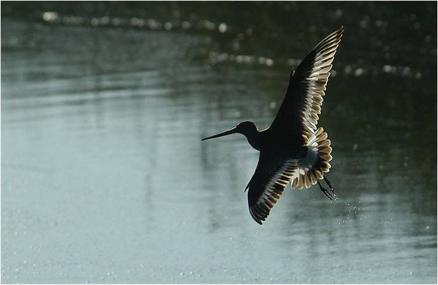 UFERSCHNEPFE, BLACK-TAILED GODWIT, LIMOSA LIMOSA