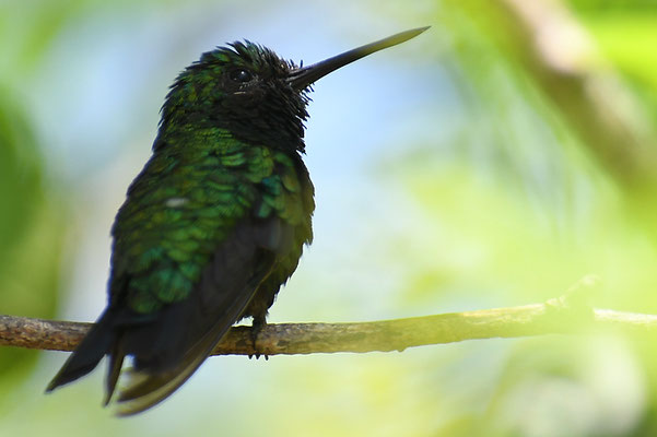 BLAUSCHWANZSMARAGDKOLIBRI, BLUE-TAILED EMERALD, CHLOROSTILBON MELLISUGUS