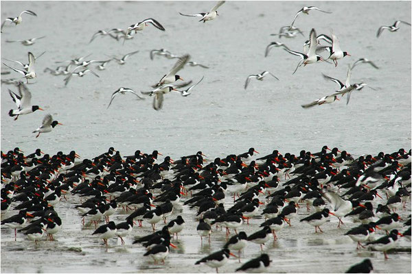 Austernfischer, Oyster-catcher, Haematopus ostralegus