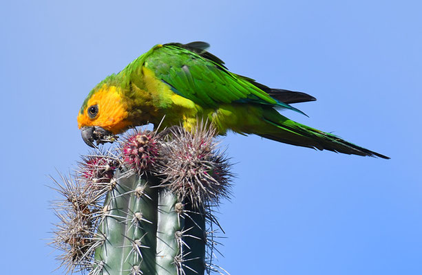 ST. THOMAS- SITTICH, BROWN-THROATED PARAKEET, ARATINGHA PERTINAX