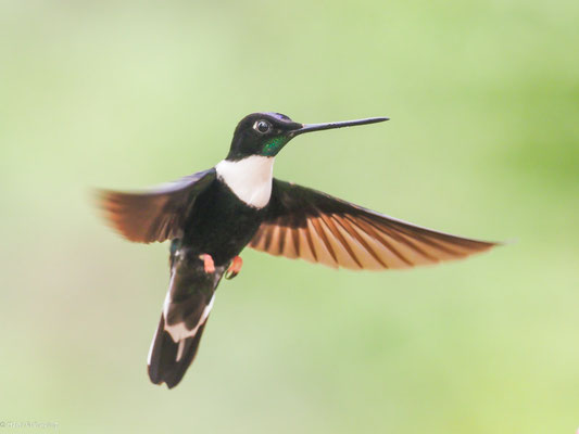 Brustband-Andenkolibri, Collared Inca - Coeligena torquata