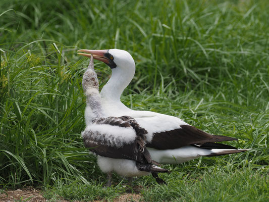 NAZCATÖLPEL, NAZCA BOOBY - SULA GRANTI