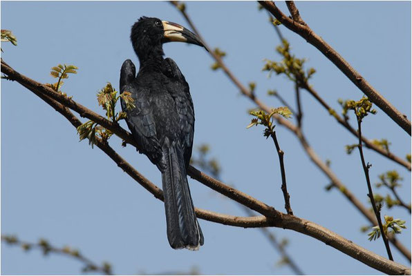 ELSTERTOKO, AFRICAN PIED HORNBILL ,TOCKUS FASCIATUS