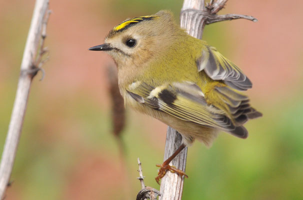 WINTERGOLDHÄHNCHEN, GOLDCREST, REGULUS REGULUS