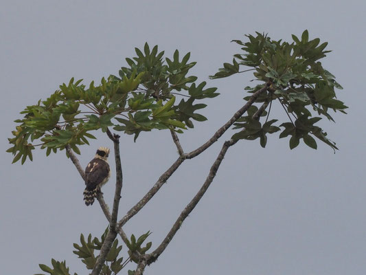 LACHFALKE, LAUGHING FALCON - HERPETOTHERES CACHINNANS