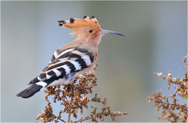 WIEDEHOPF, HOOPOE, UPUPA EPOPS