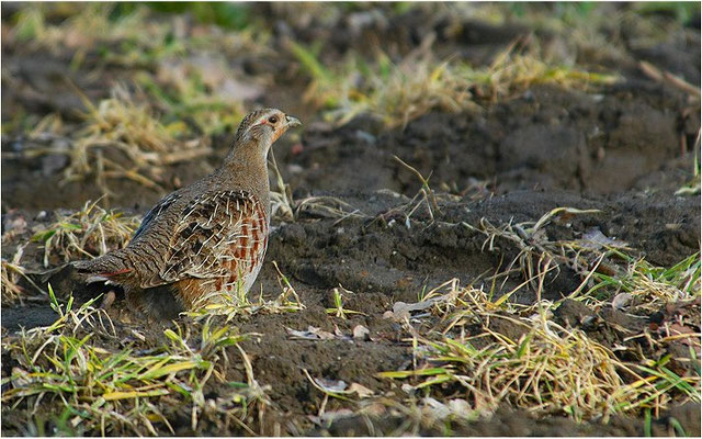 REBHUHN, GREY PARTRIDGE, PERDIX PERDIX