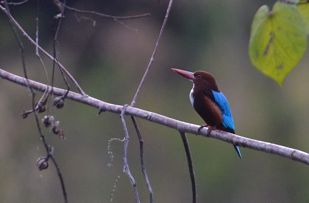 BRAUNLIEST, WHITE-THROATED KINGFISHER, HALYCON SMYRNENSIS