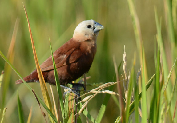 WEISSKOPFNONNE, WHITE-HEADED MUNIA, LONCHURA MAJA