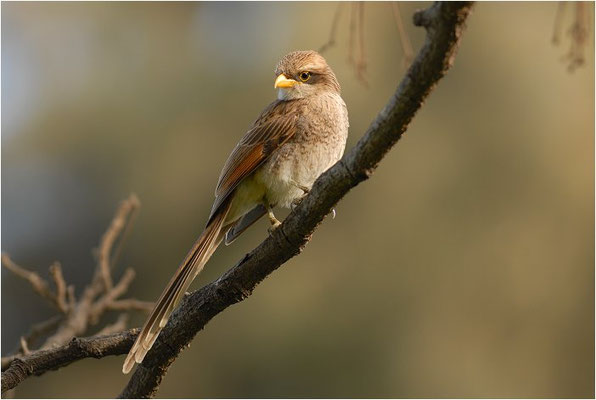 GELBSCHNABELWÜRGER, YELLOW-BILLED SHRIKE, CORVINELLA CORVINA