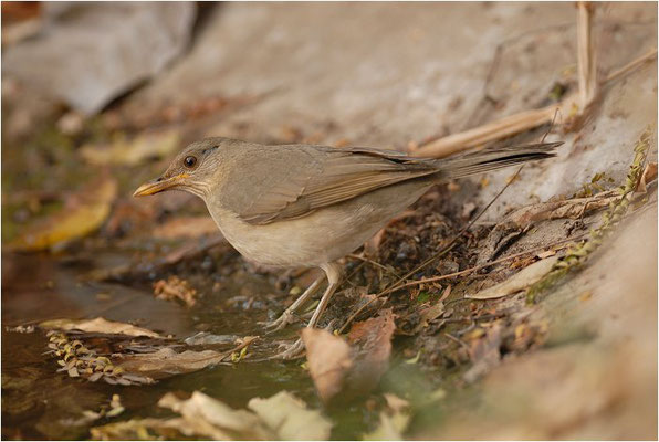 AFRIKADROSSEL, AFRICAN TRUSH, TURDUS PELI0S