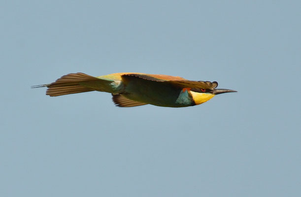 BIENENFRESSER, EUROPEAN BEE-EATER, MEROPS APIASTER