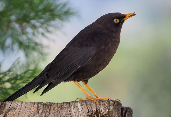 RUSSDROSSEL, SLATY ROBIN, TURDUS NIGRESCENS