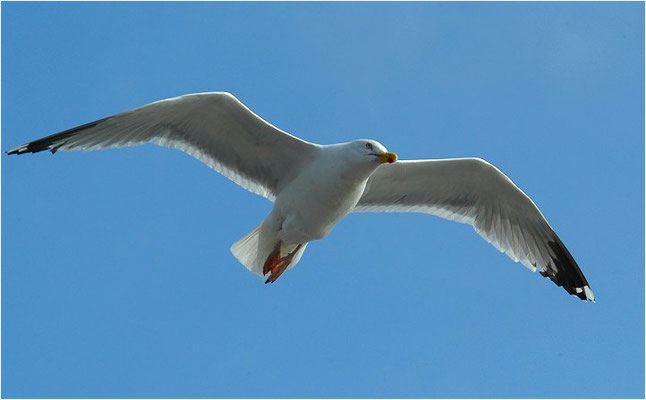SILBERMÖWE, HERRING GULL, LARUS ARGENTATUS