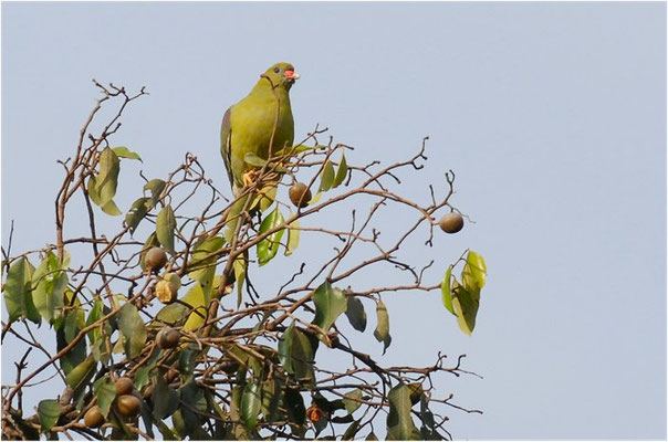 ROTNASEN-GRÜNTAUBE, AFRICAN GREEN PIGEON, TRERON CALVA