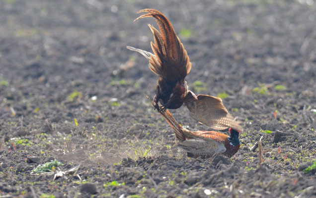 FASAN, COMMON PHEASANT, PHASIANUS COLCHICUS