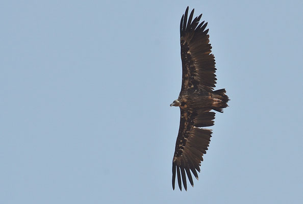 MÖNCHSGEIER, BLACK VULTURE, AEGYPIUS MONACHUS