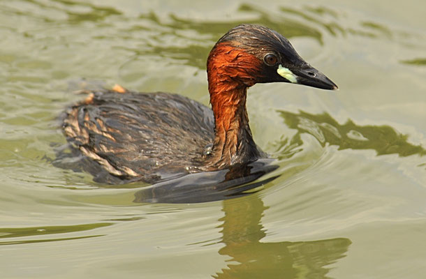 ZWERGTAUCHER, LITTLE GREBE, TACHYBAPTUS RUFICOLLIS