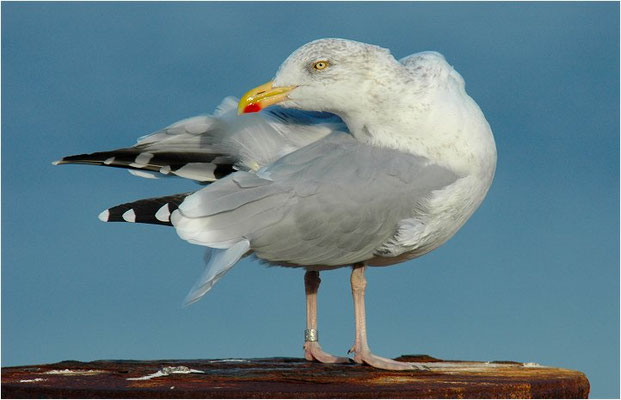 SILBERMÖWE, HERRING GULL, LARUS ARGENTATUS