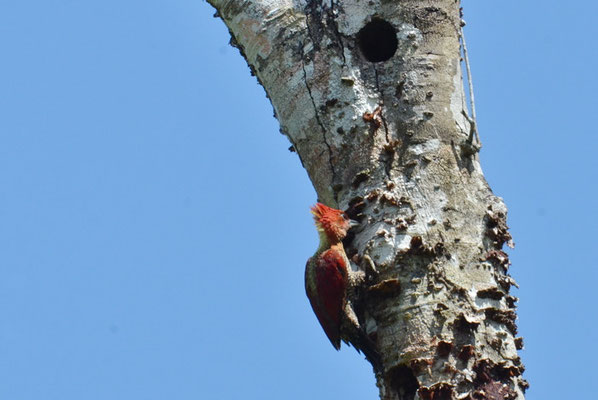 MENNIGSPECHT, BANDED WOODPECKER, PICUS MINEACEUS